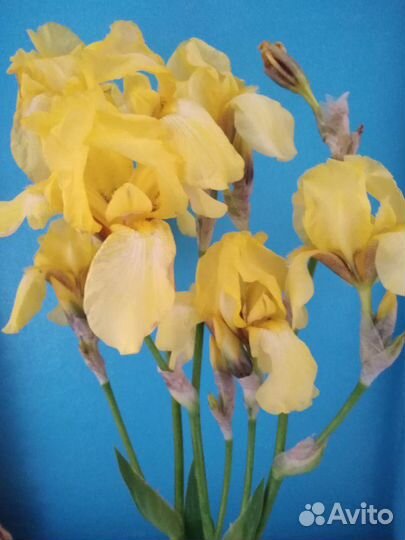 Ирис желтый, очень красивый