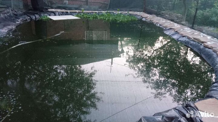 Прудовые растения