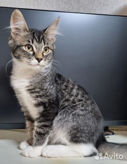 Отдам кота в добрые руки