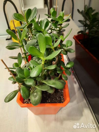 Толстянка в горшке