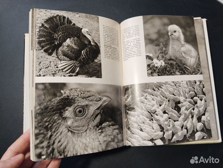 Иллюстрированная энциклопедия животных, 1983