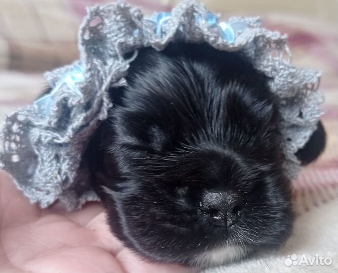 Щенки американского коккер- спаниеля