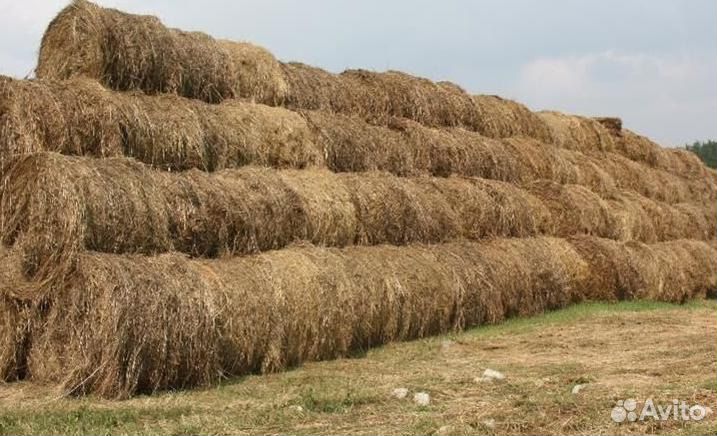 Сено 2023 350кг