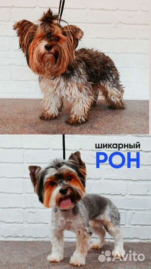 Груминг. Стрижка собак и кошек. Экспресс-линька