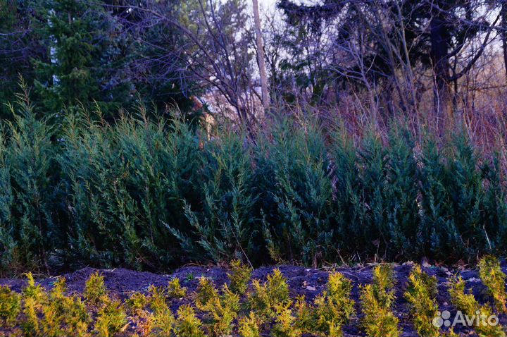 Можжевельник скальный