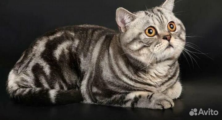 Коты на вязку, котята в продаже
