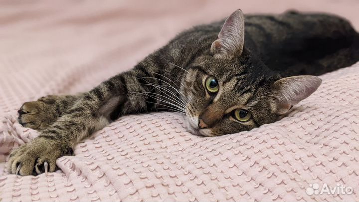 Котик Назар