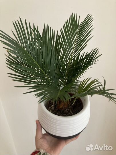 Замиакулькас,цикас