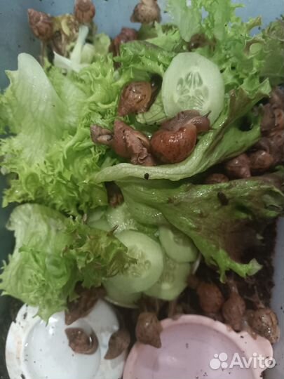 Ахатинская улитка