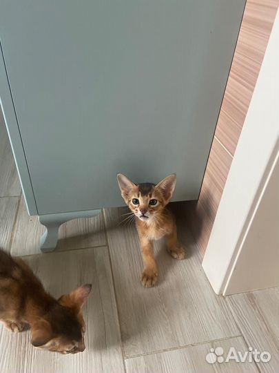 Абиссинская