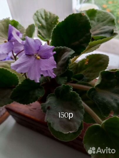 Фиалка в горшках