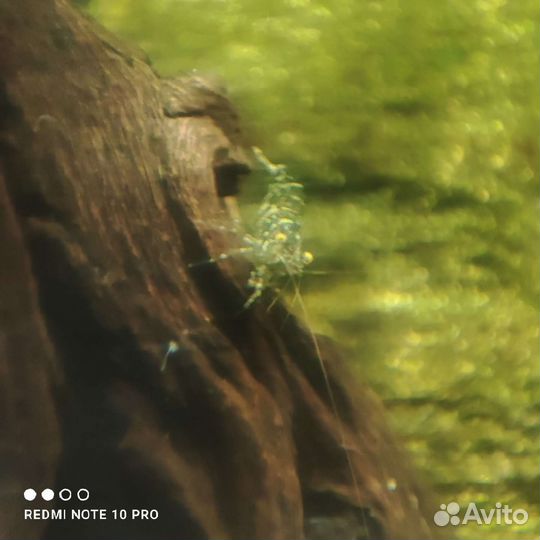 Креветки ниндзя (Каридина сарасинорум)