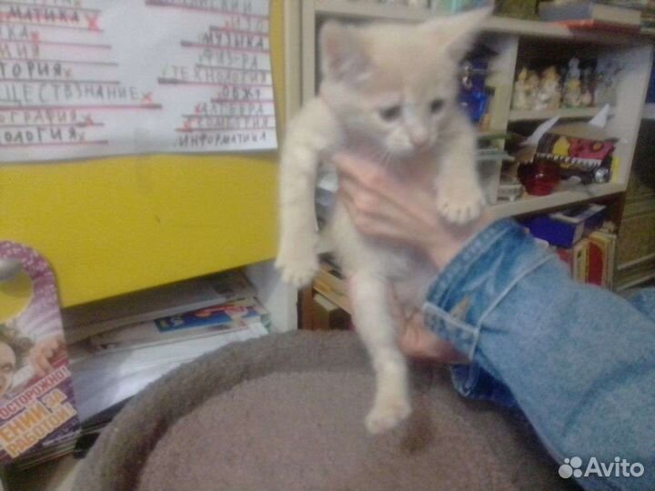 Кошка в дар бесплатно