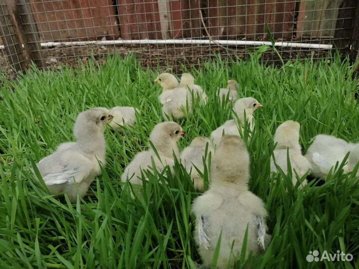 Цыплята породы Брама Лаванда
