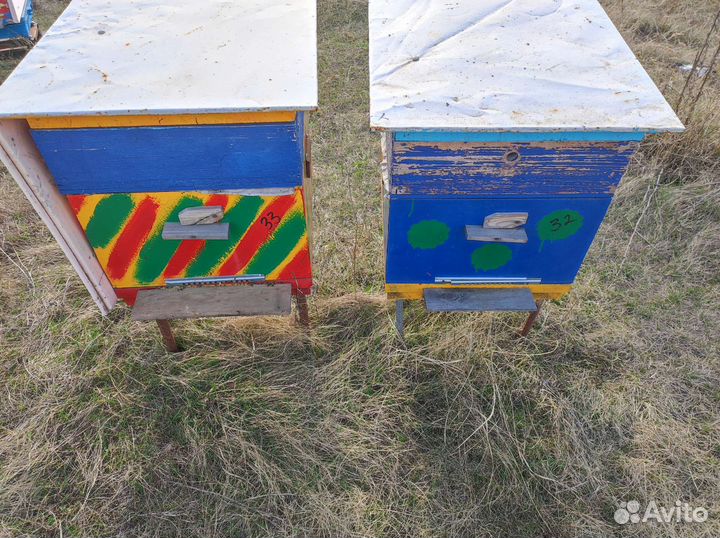 Пчелы улья пасеку