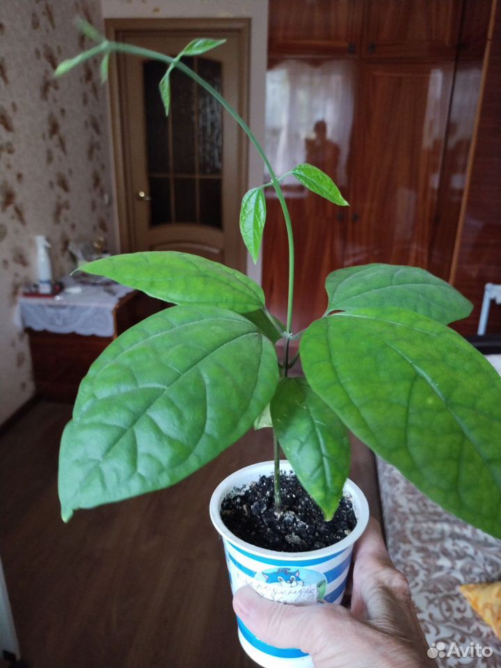 Клеодендрон, Астрахань