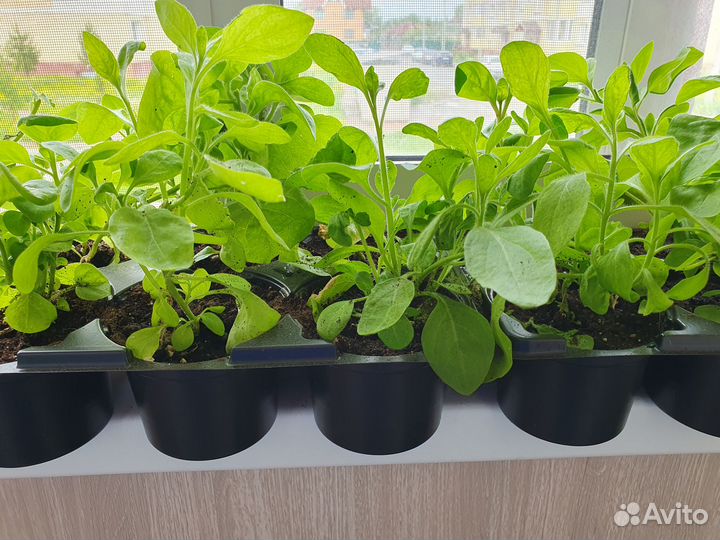 Петуния ампельная