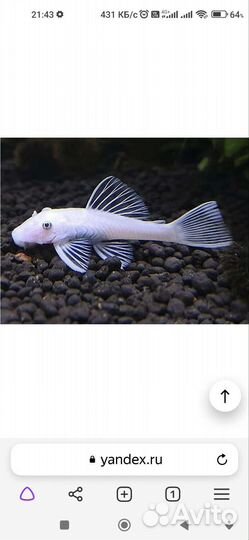 L сомы 144 Snou wait