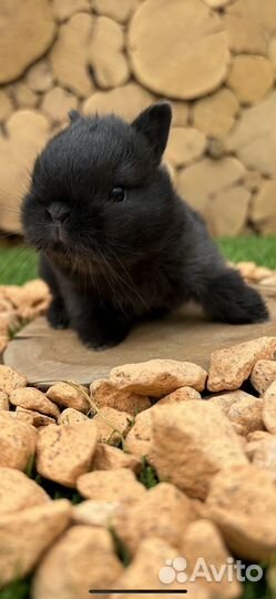 Карликовые декоративные крольчата