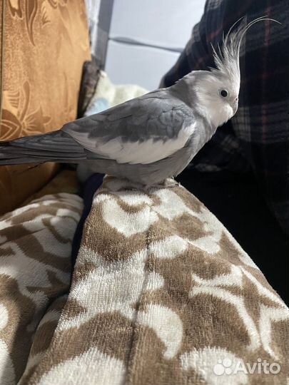 Попугай корелла