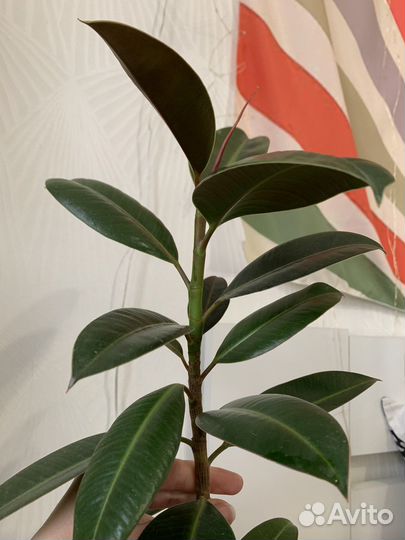 Фикус каучуконосный 55 см