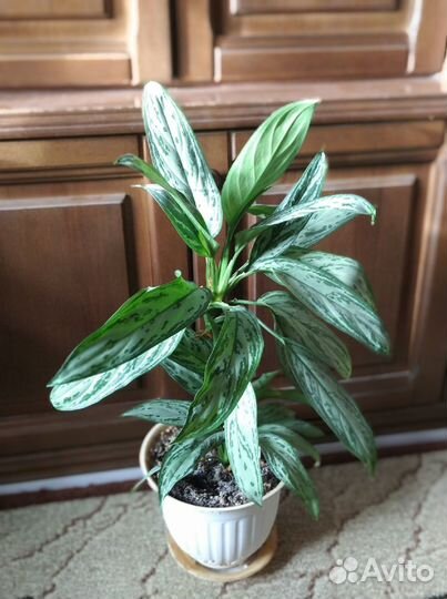 Комнатные цветы Аглаонема