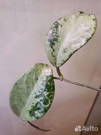 Hoya Nabawanensis var., Nevrosa Jokul