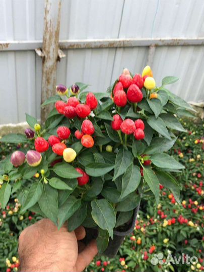 Шикарные кусты перца Огонёк