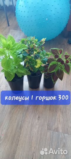 Комнатные цветы