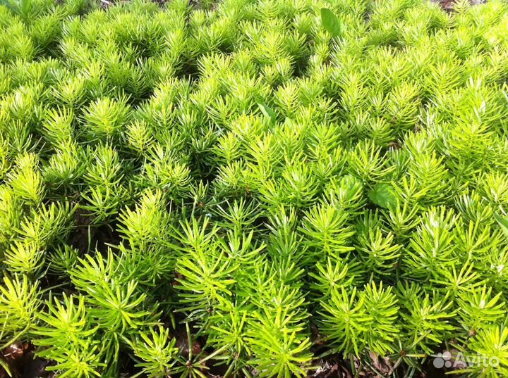 Семена пихты нордмана (кавказской)