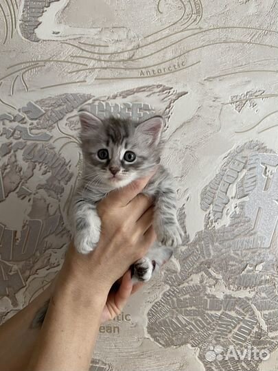 Котята в добрые руки. 1 мальчик и 3 девочки