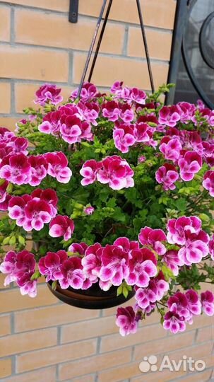 Пеларгонии Ангелы