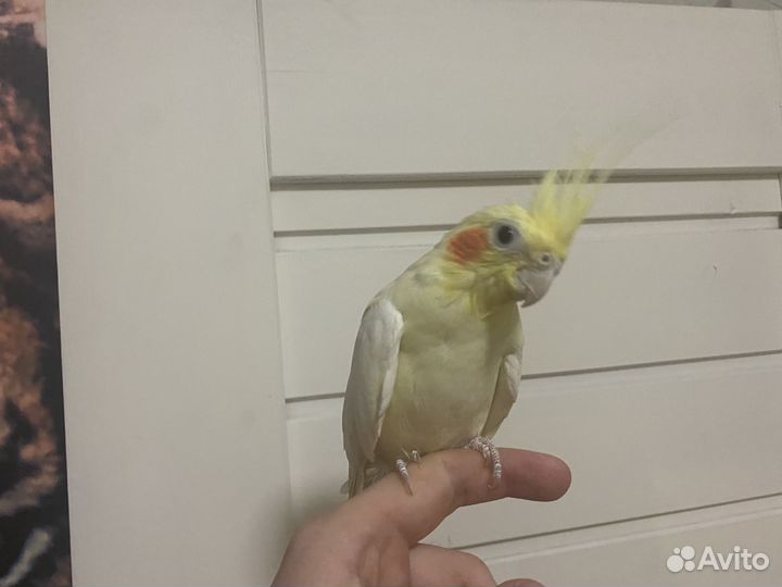 Попугаи карелла мальчик и девочка