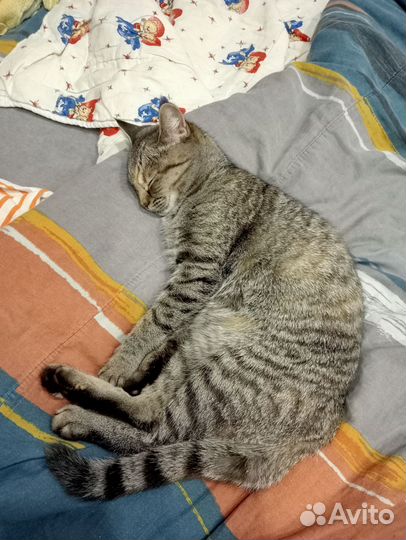 Кошечка молодая ласковая
