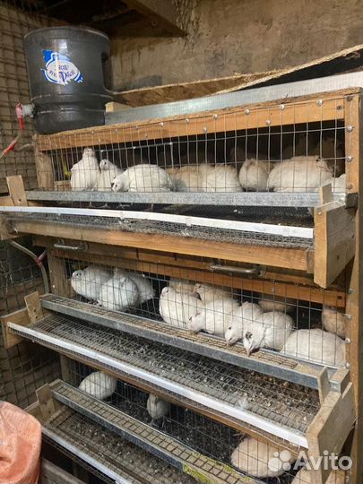 Клетки для перепелов