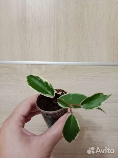 Хойя Кримсон квин