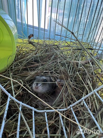 Джунгарский хомяк с клеткой