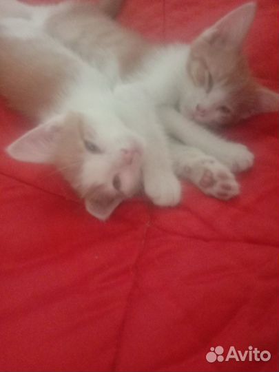 Отдам котят в добрые руки