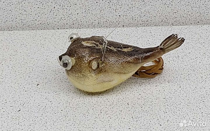 Рыба Попугай 5,9 морской сувенир подарок