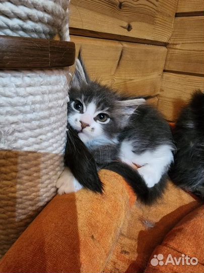 Котята мейн-кун