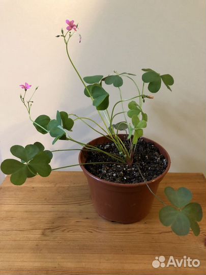 Кислицы, алоэ, рео, крассула Голлум