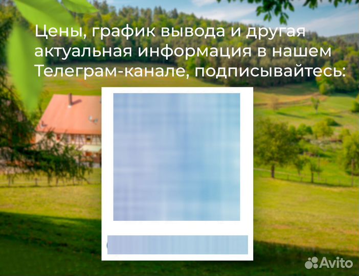 Несушки подрощенные Ломан - Браун