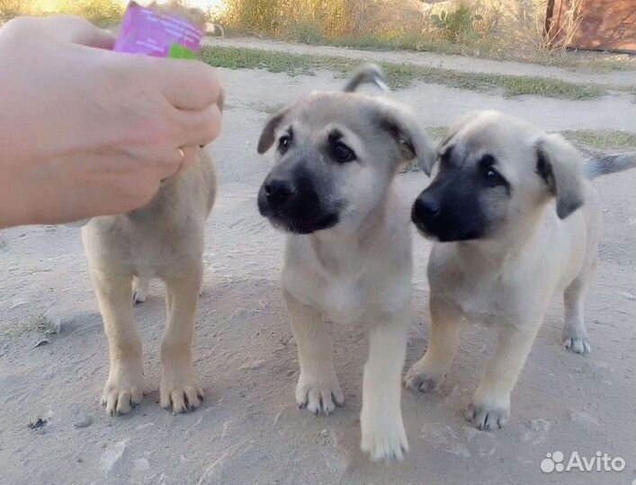 Счастье В дом