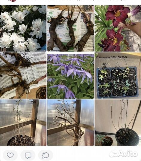 Комнатные цветы