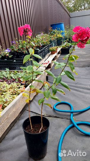 Флокс метельчатый Джулиглут