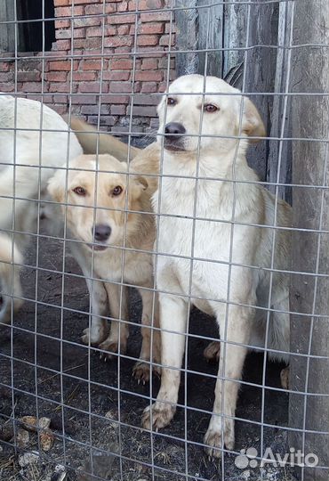 Девчата дворянских кровей