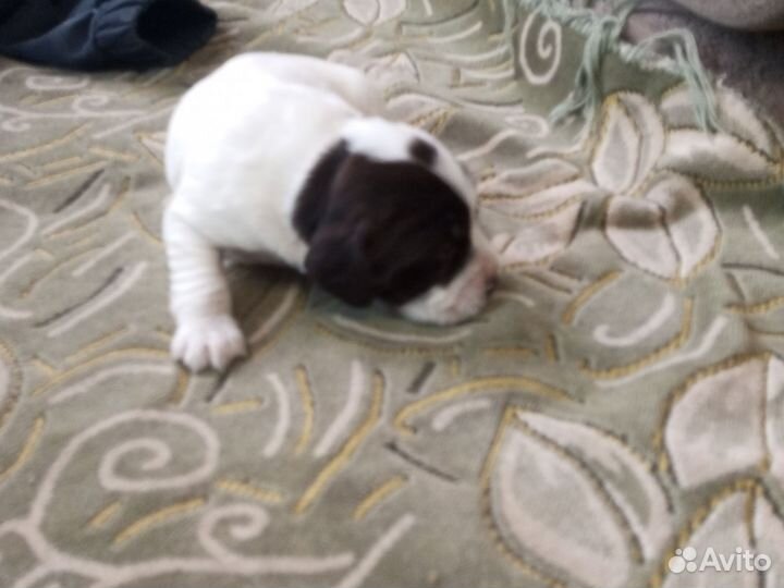 Щенки русского охотничего спаниеля