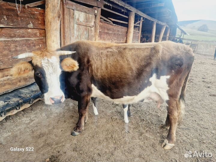 Корова с теленком