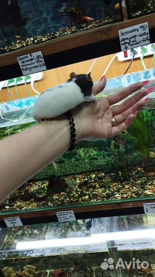 Крысы декоративные