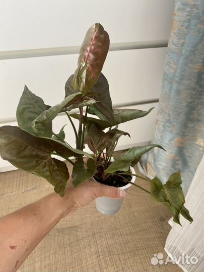 Сингониум Арроу и Арон браун